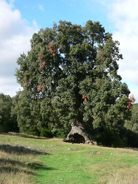Vista de Mendaza